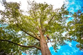 Best Tree Risk Assessment  in Home Garden, CA