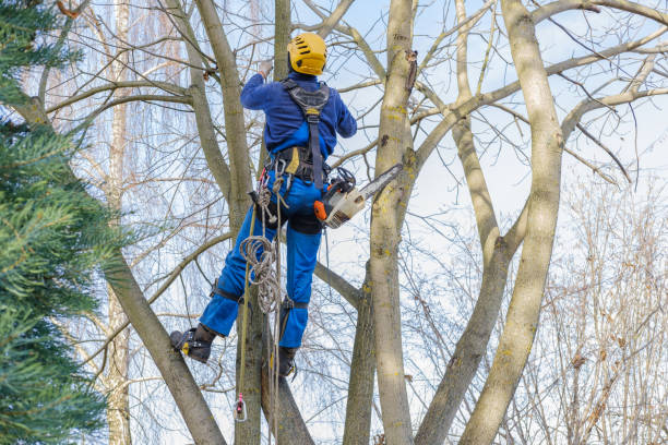 Best Emergency Tree Removal  in Home Garden, CA